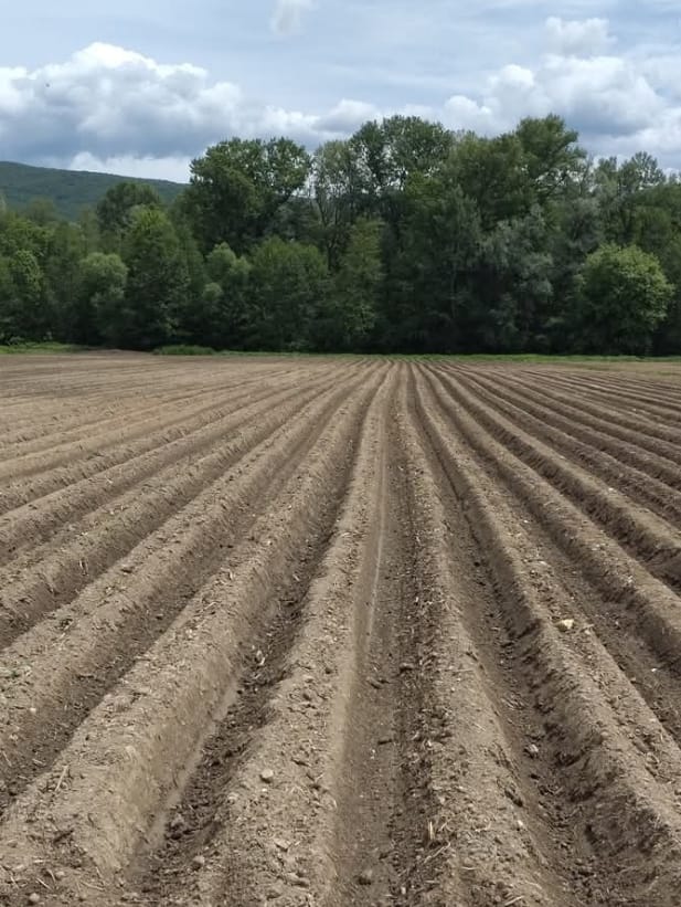 Fresh planted potatoes