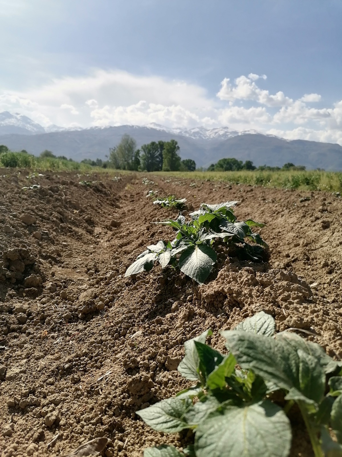 Field ready to harvest